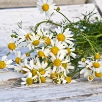 A Brief History of Chamomile for Wellbeing | Alice England